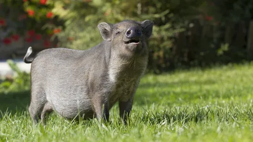 Un sanglier fait irruption dans une gare (Vidéo)